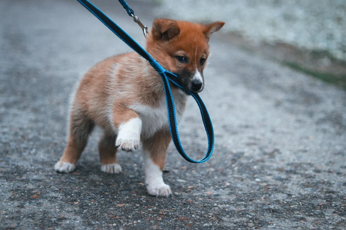 Cachorro marrón con patas y hocico blancos jugando con su propia correa azul mientras camina sobre un camino de grava.