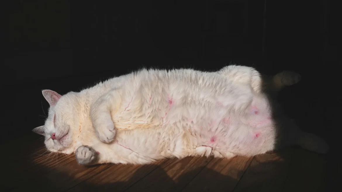 Gato blanco de pelaje grueso durmiendo plácidamente boca arriba sobre una superficie de madera, iluminado por un rayo de sol en contraste con un fondo oscuro.