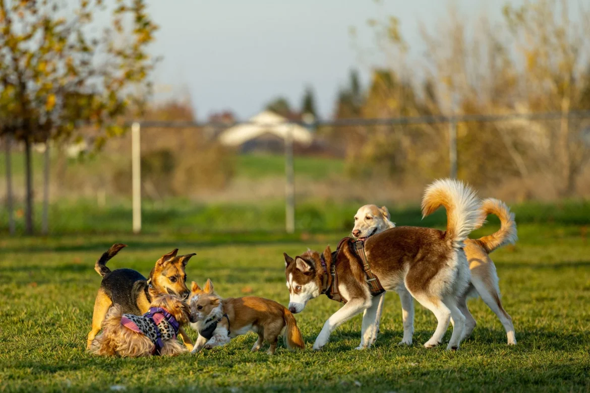 “Grupo de perros de diferentes tamaños y razas jugando juntos sobre el césped en un parque, mientras corren y socializan en un ambiente al aire libre