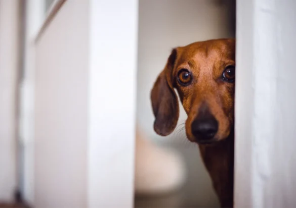 Perro de raza pequeña (tipo teckel) asomando la cabeza entre dos cortinas blancas, mirando a cámara con expresión curiosa y fondo interior desenfocado.