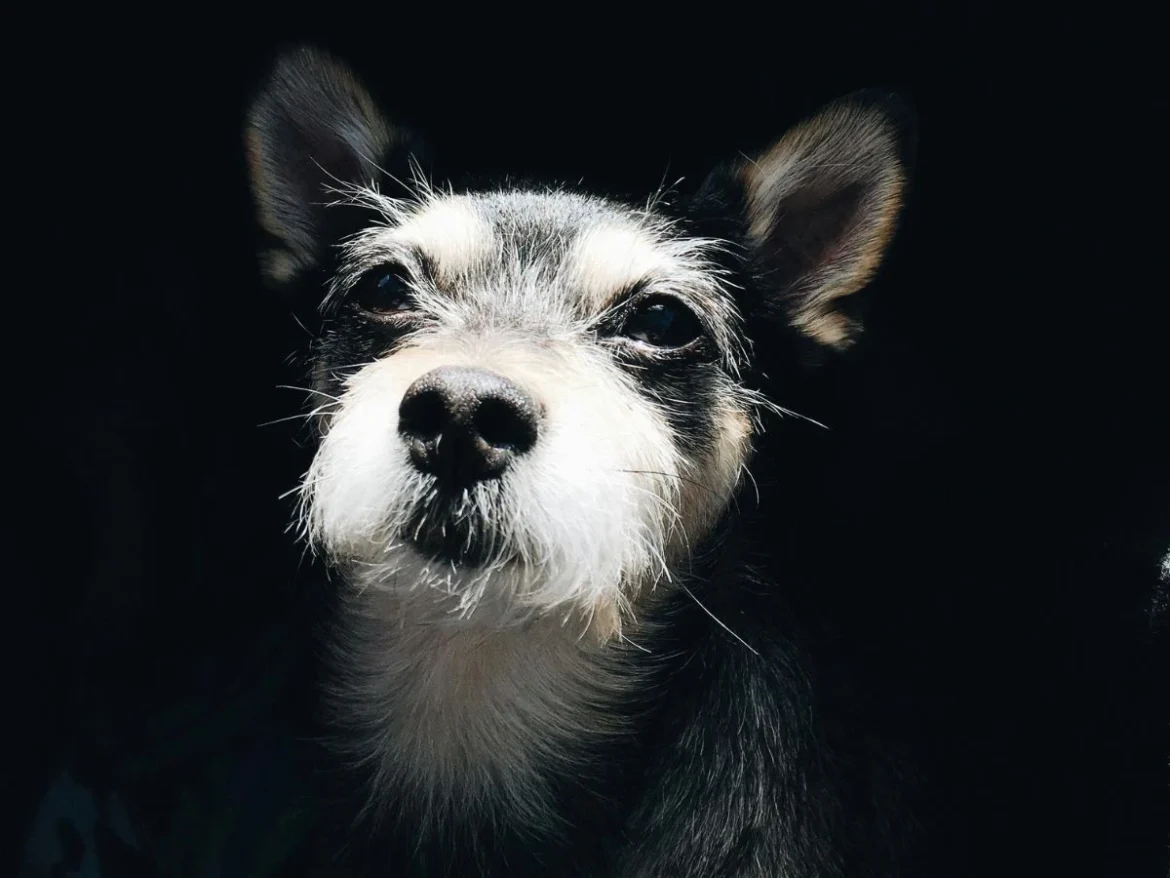Primer plano de un perro pequeño de pelo blanco y negro iluminado sobre fondo oscuro, mirando hacia la cámara.