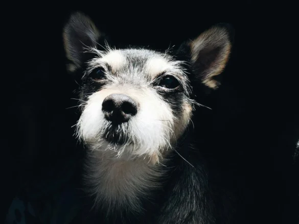 Primer plano de un perro pequeño de pelo blanco y negro iluminado sobre fondo oscuro, mirando hacia la cámara.