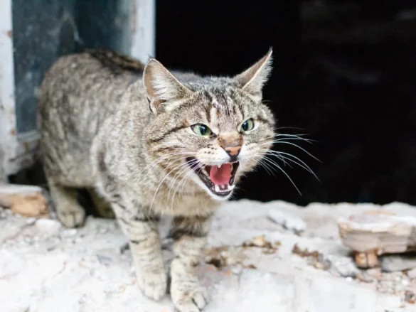 Gato atigrado con la boca abierta enseñando los dientes en actitud agresiva, sobre una superficie de piedra junto a una pared.