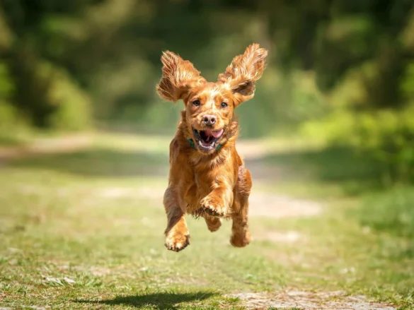 Perro de color marrón corriendo a gran velocidad por un sendero de hierba al aire libre. El animal aparece suspendido en el aire durante un salto, con las orejas levantadas por el movimiento y expresión alegre. El fondo muestra vegetación desenfocada en tonos verdes que resalta la sensación de velocidad y dinamismo.